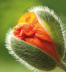 Gesichtsbehandlungen