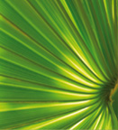 Softlaser-Behandlungen